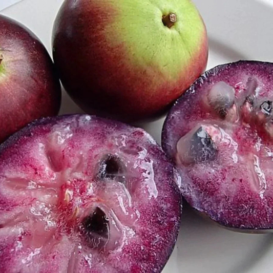 Purple Jamaican Star Apple Grafted Live Plant (Chrysophyllum Cainito)