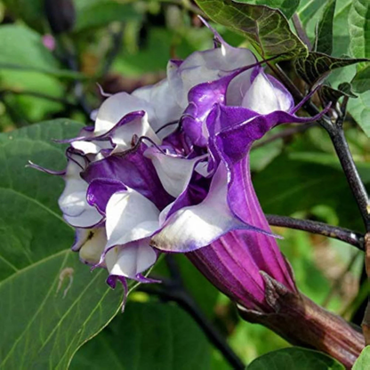 Purple Multipetal Datura Live Plant