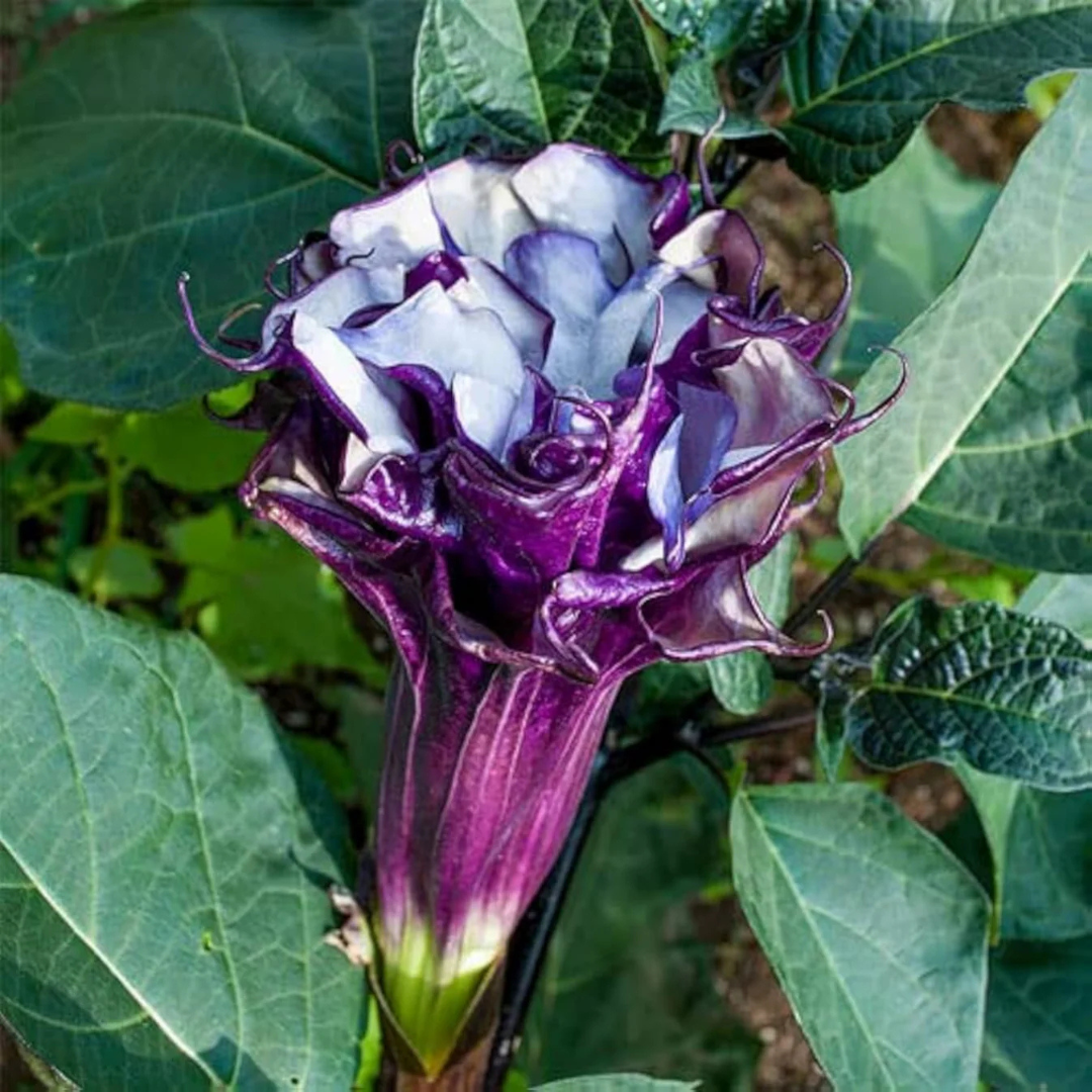 Purple Multipetal Datura Live Plant