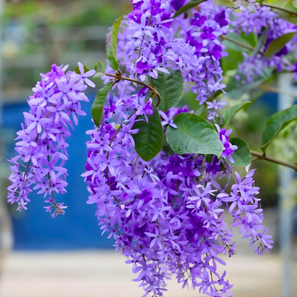 Purple Wreath, Sandpaper Vine (Petrea volubilis) Layered Live Plant