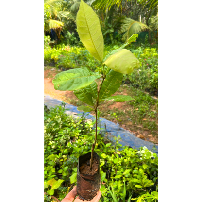 Purple Wreath, Sandpaper Vine (Petrea volubilis) Layered Live Plant