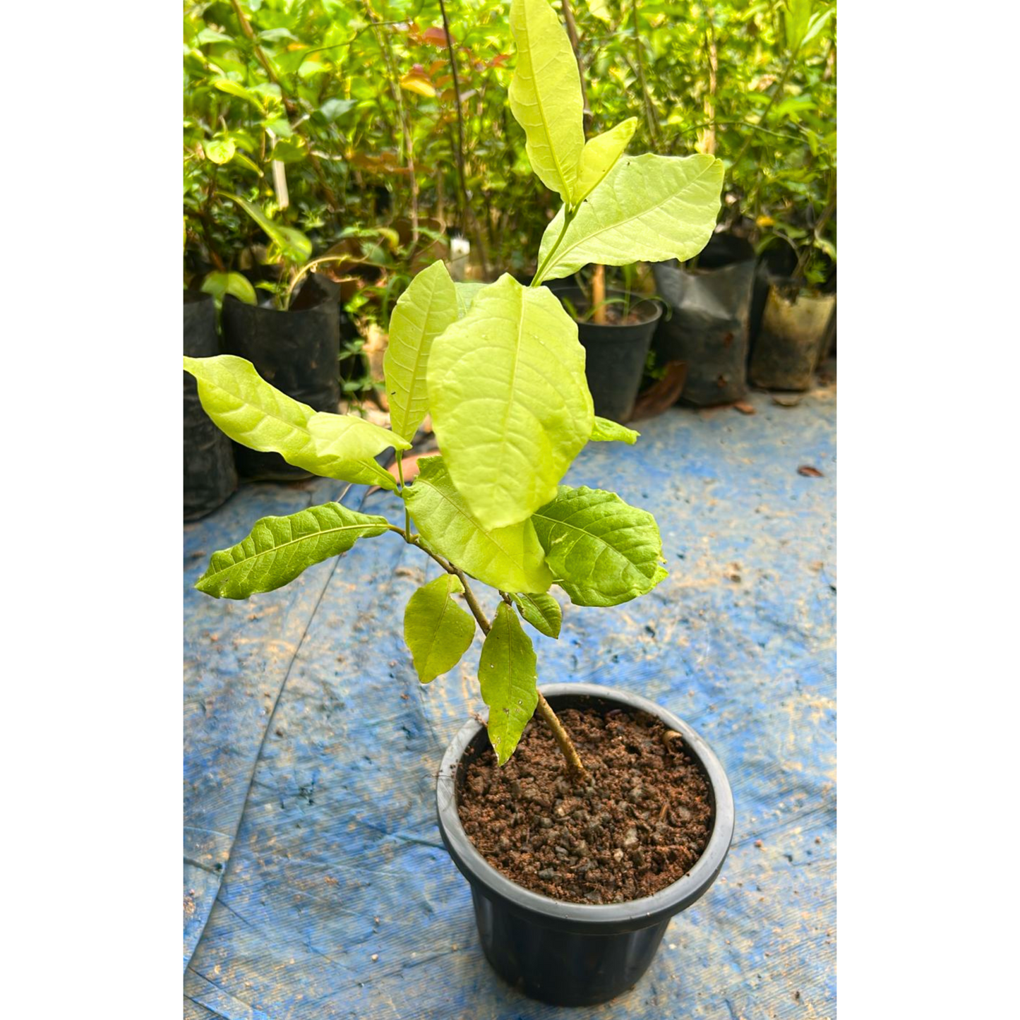 Purple Wreath, Sandpaper Vine (Petrea volubilis) Layered Live Plant