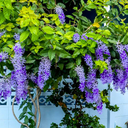 Purple Wreath, Sandpaper Vine (Petrea volubilis) Layered Live Plant