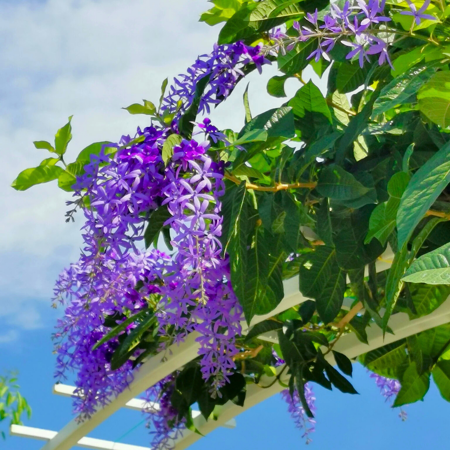 Purple Wreath, Sandpaper Vine (Petrea volubilis) Layered Live Plant
