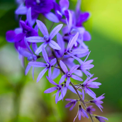 Purple Wreath, Sandpaper Vine (Petrea volubilis) Layered Live Plant