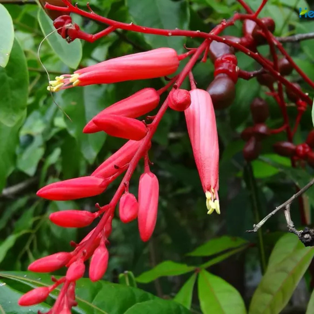 Quassia Amara All Time Flowering Live Plant – Buy Online at DreaMee.in ...
