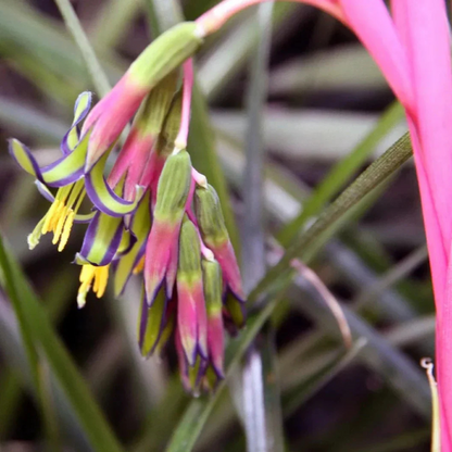 Queen's Tears (Billbergia nutans) Rare Flowering Live Plant