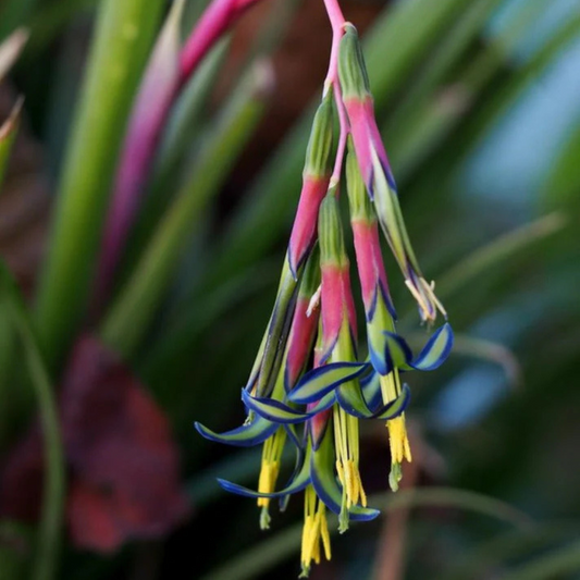 Queen's Tears (Billbergia nutans) Rare Flowering Live Plant
