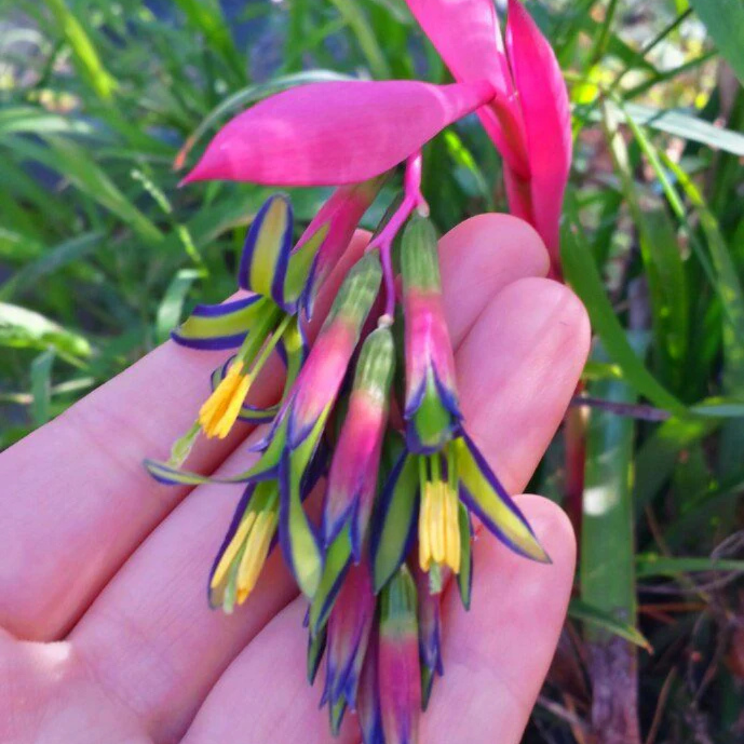 Queen's Tears (Billbergia nutans) Rare Flowering Live Plant
