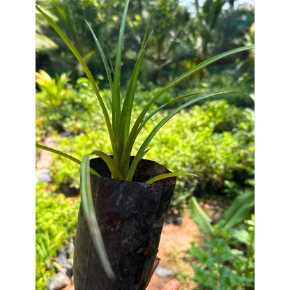 Queen's Tears (Billbergia nutans) Rare Flowering Live Plant