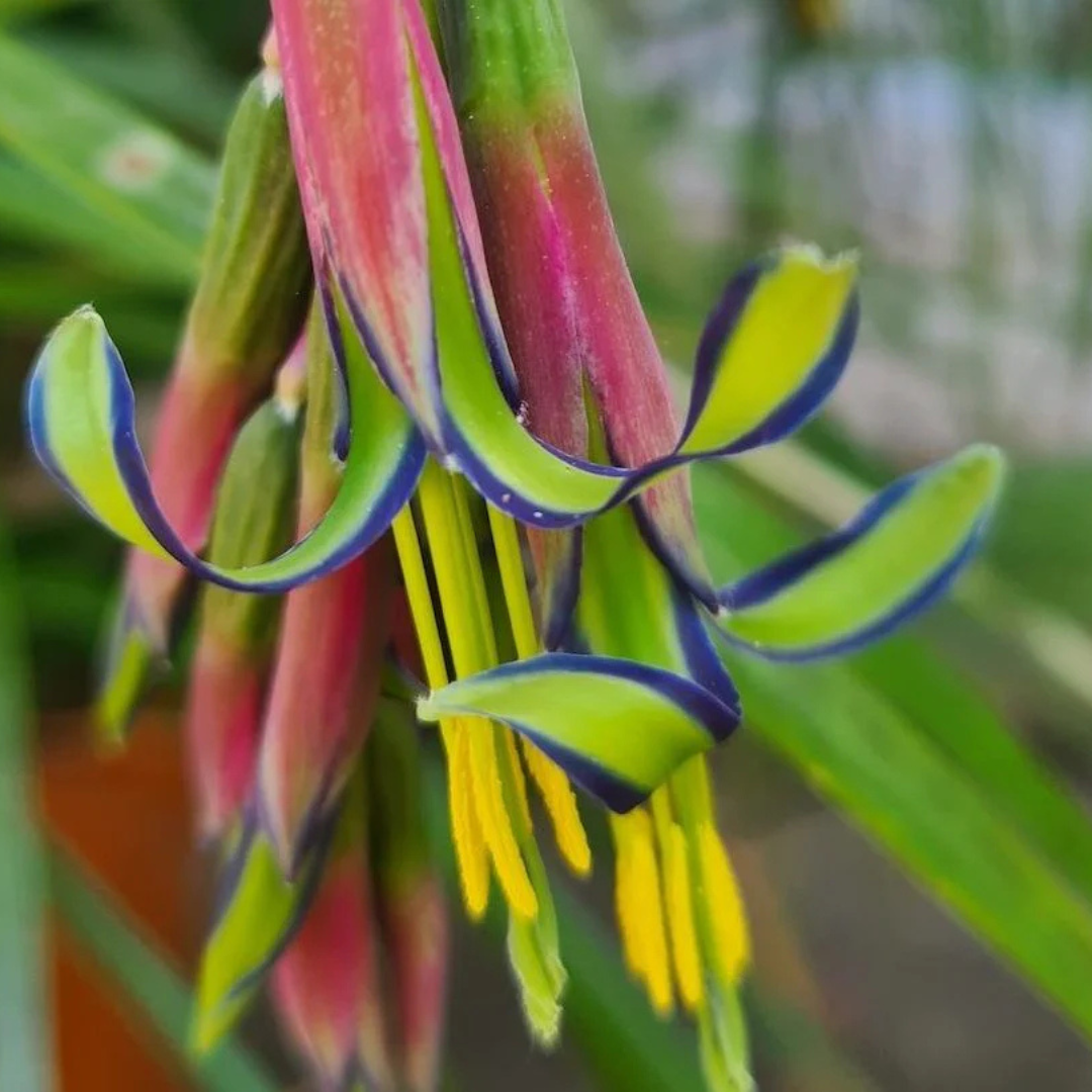 Queen's Tears (Billbergia nutans) Rare Flowering Live Plant