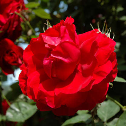 Ramblin Red Climbing Rose Live Plant
