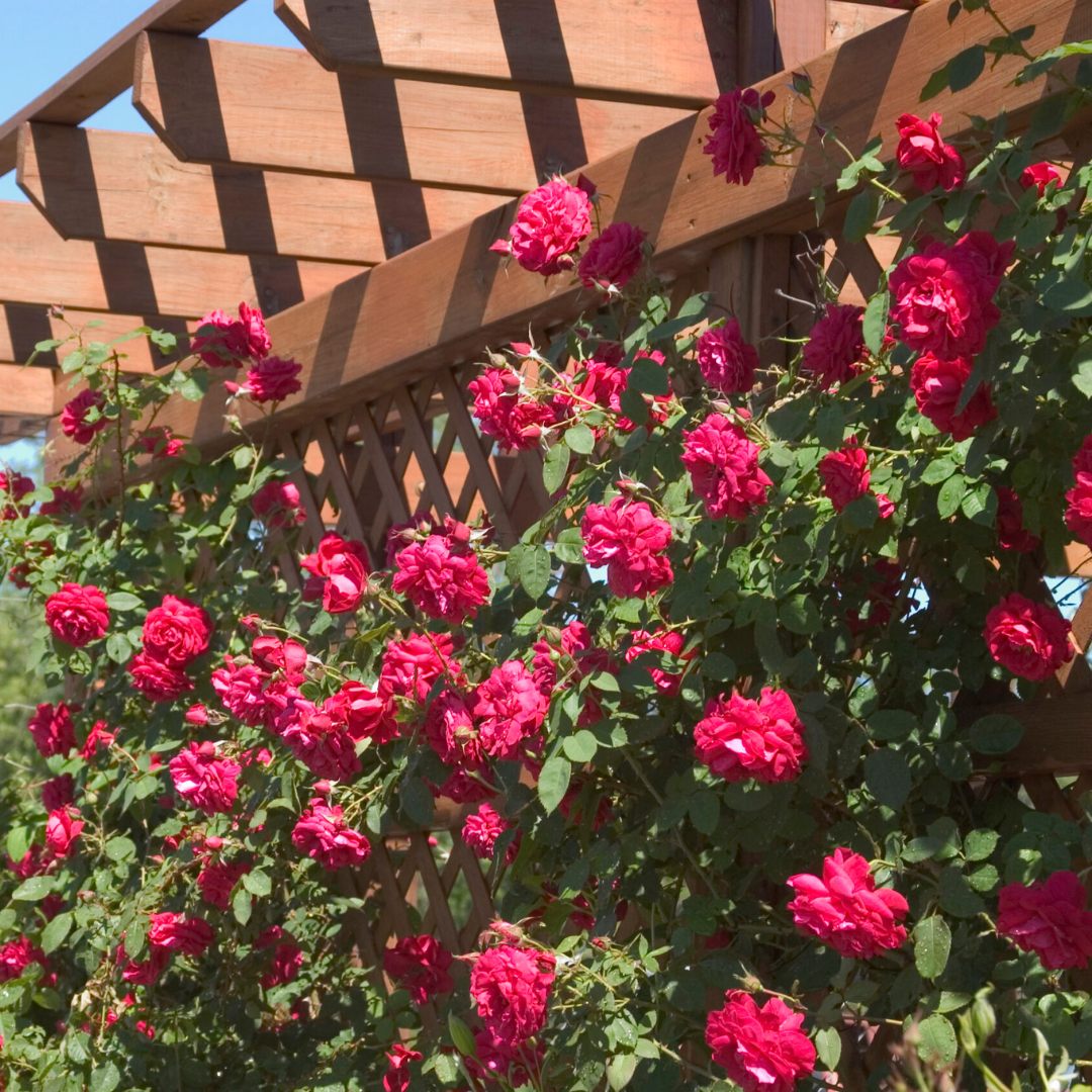 Ramblin Red Climbing Rose Live Plant
