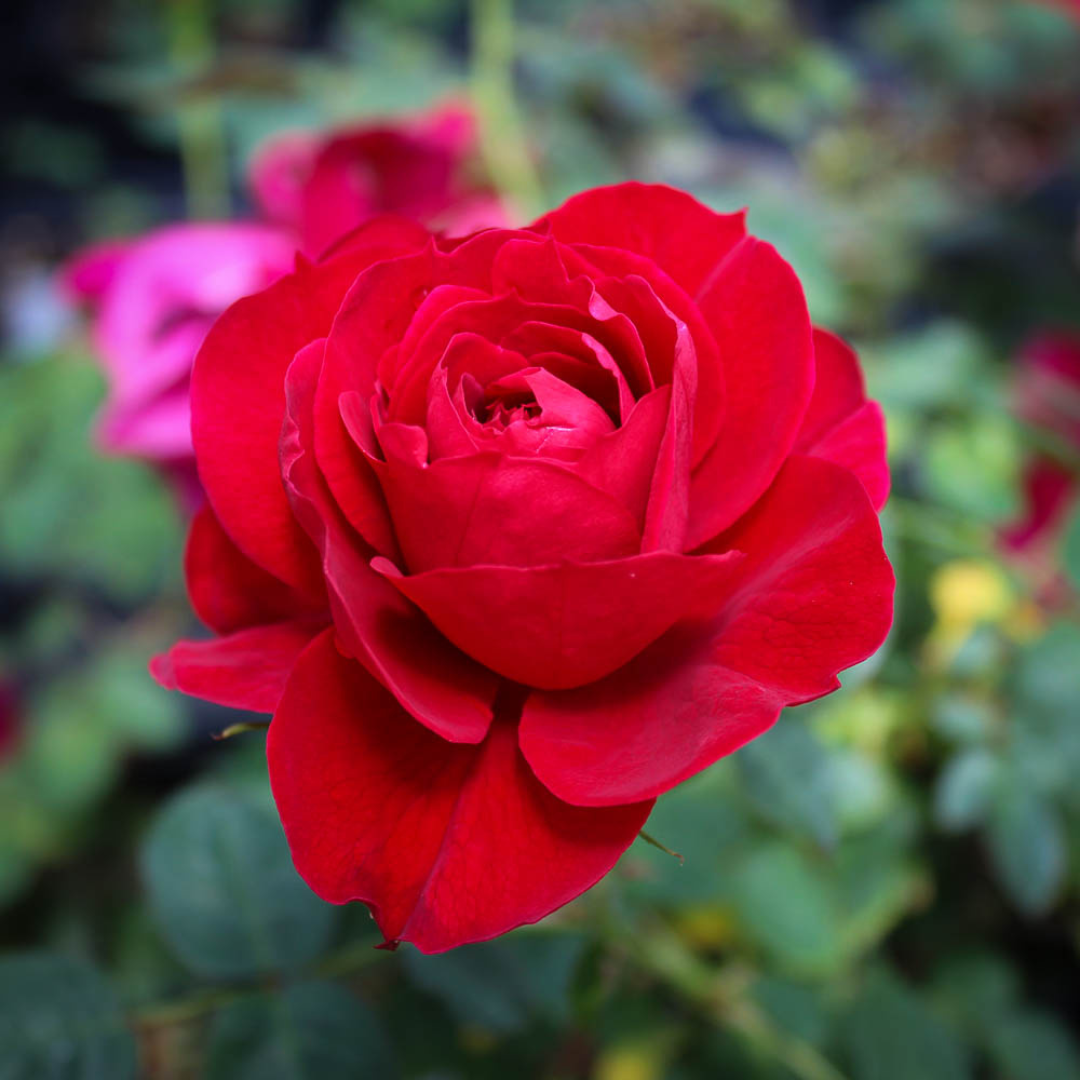 Ramblin Red Climbing Rose Live Plant