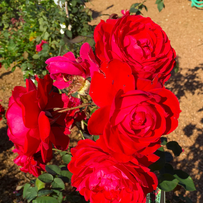 Ramblin Red Climbing Rose Live Plant