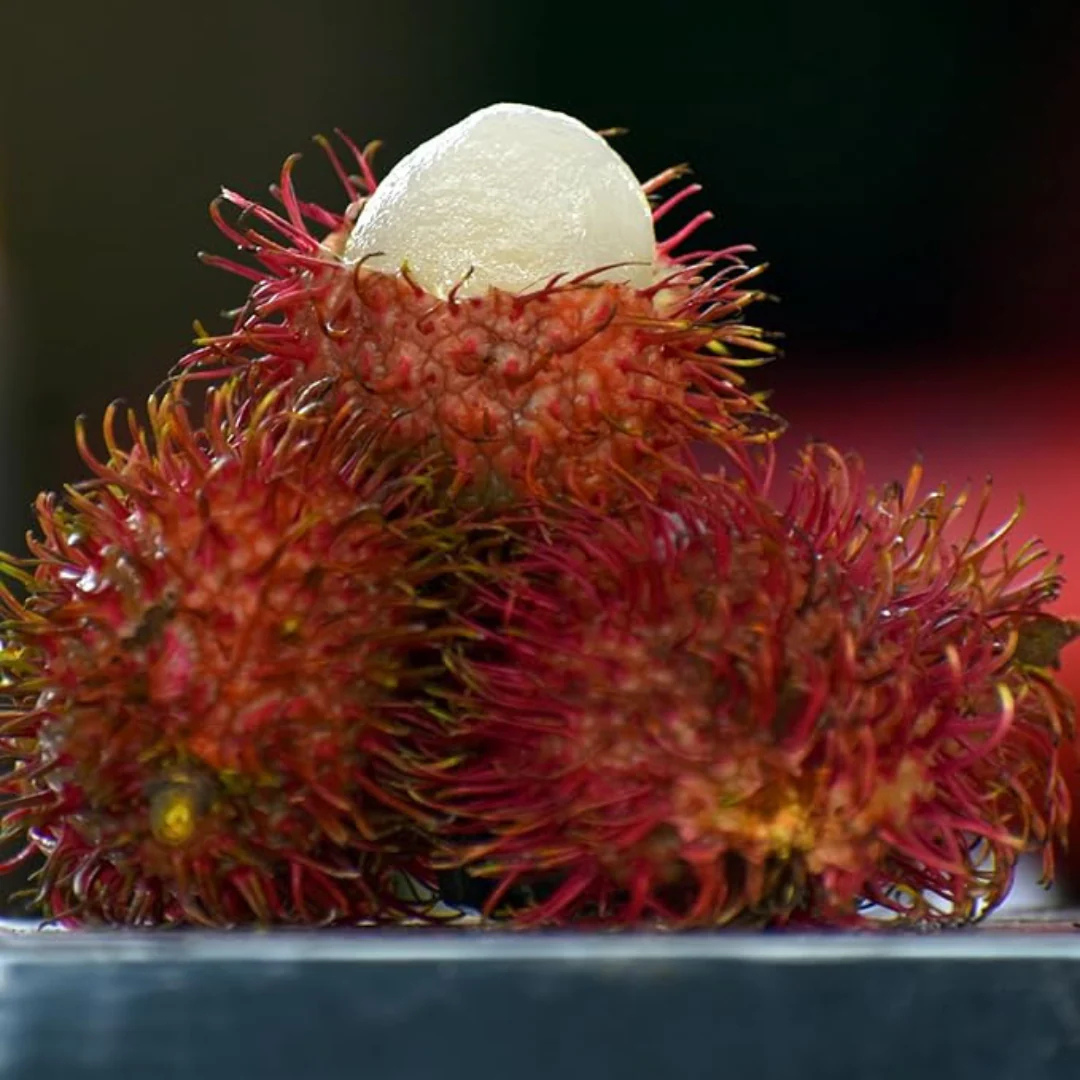 Rambutan Ceaser Rare Exotic Fruit Live Plant