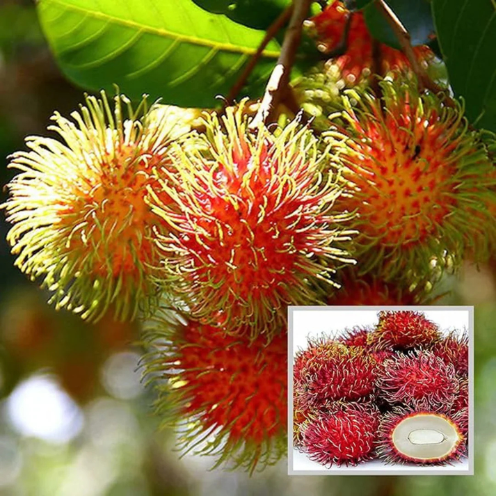 Rambutan School Boy Rare Exotic Fruit Live Plant | Premium Sweet ...