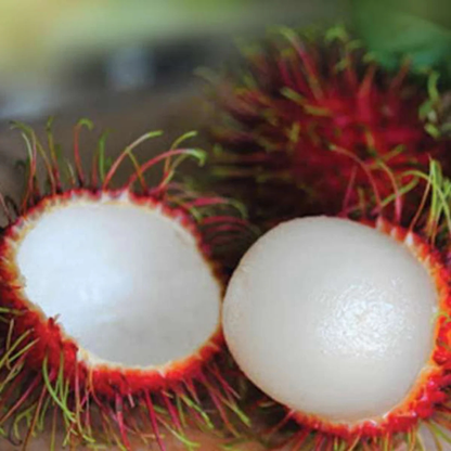 Rambutan School Boy Rare Exotic Fruit Live Plant