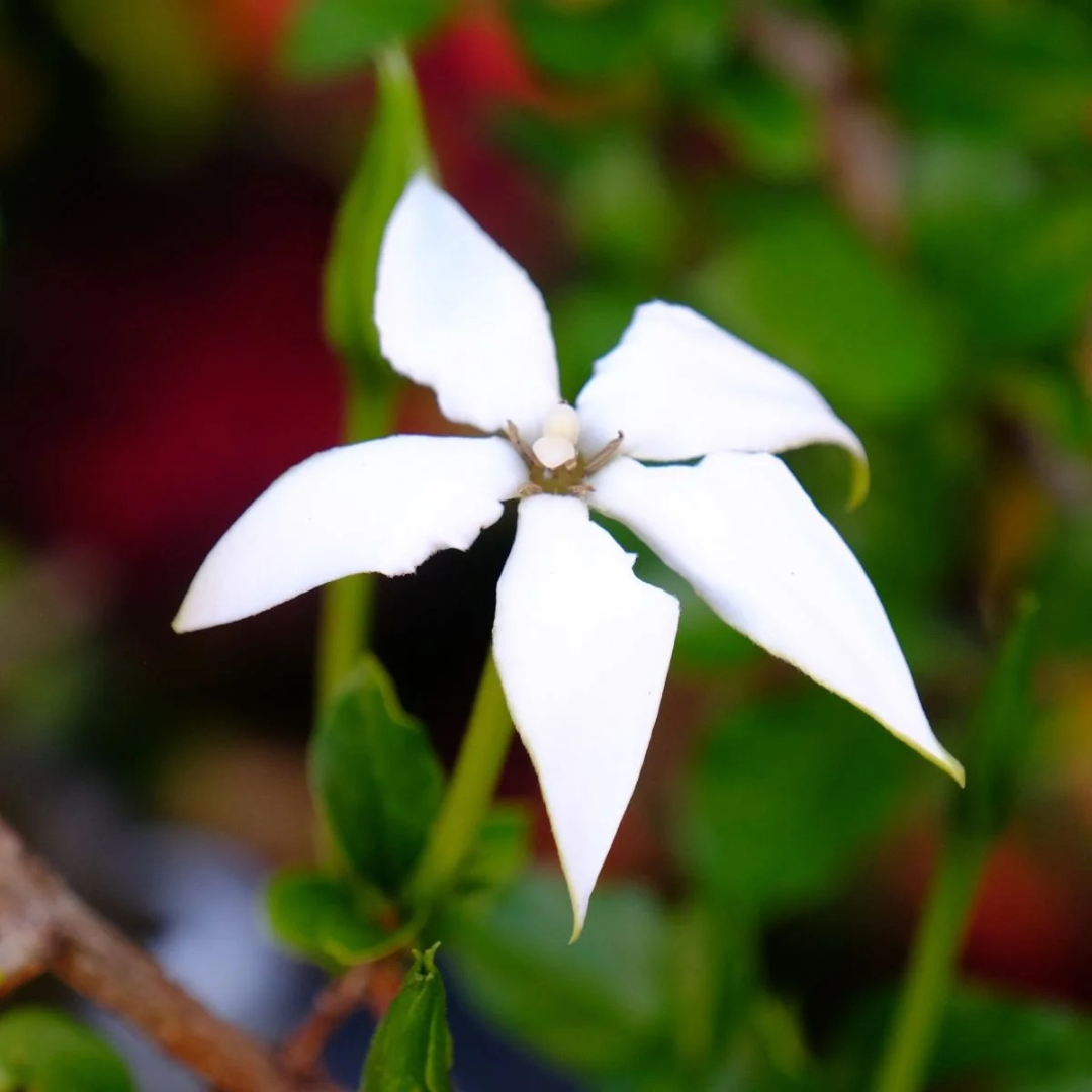Randia Formosa Rare Fragrant Flowering Live Plant