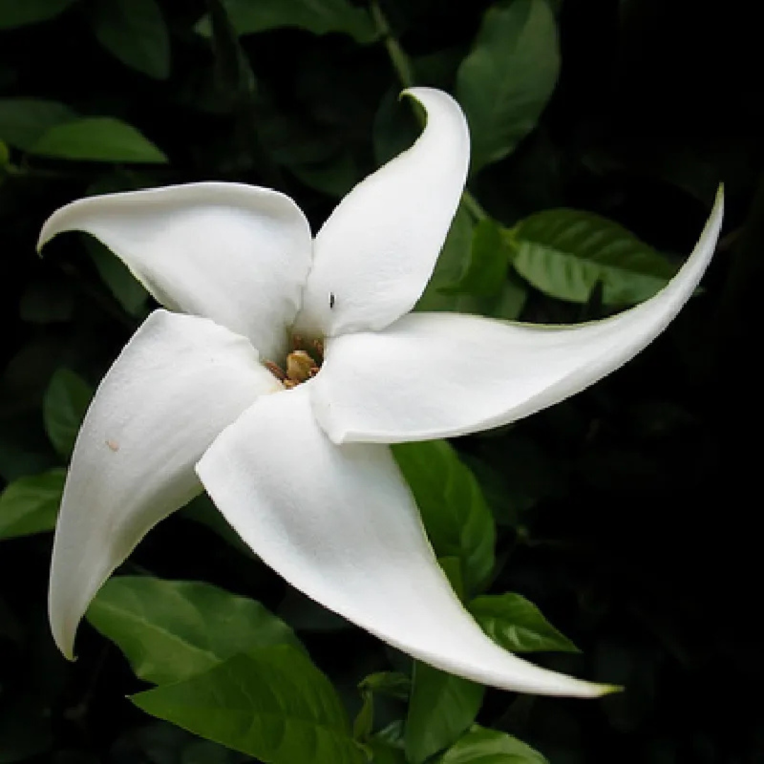 Randia Formosa Rare Highly Fragrant All Time Flowering Live Plant