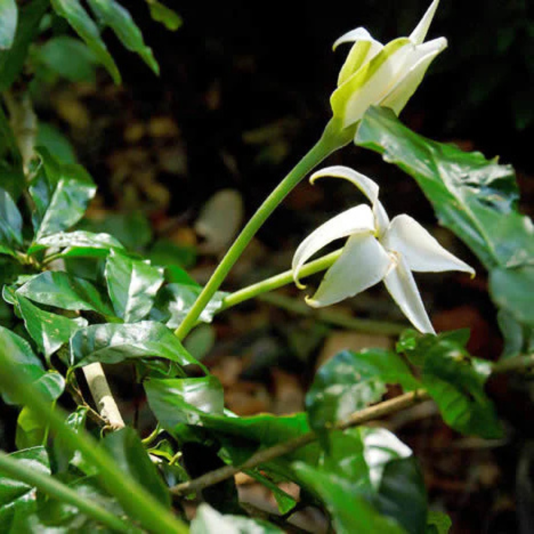 Randia Formosa Rare Highly Fragrant All Time Flowering Live Plant