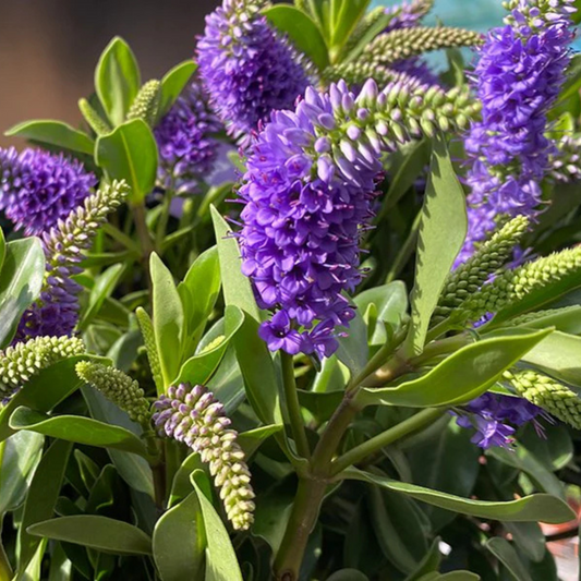 Hebe Speciosa Blue Rare Flowering Live Plant