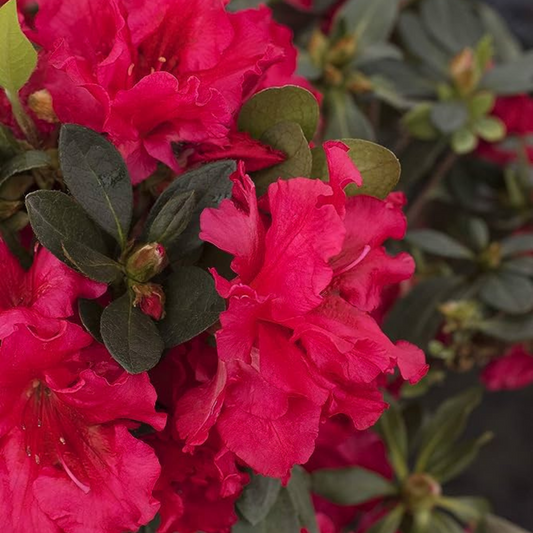 Red Azalea Ruffle (Rhododendron simsii) Rare Flowering Live Plant
