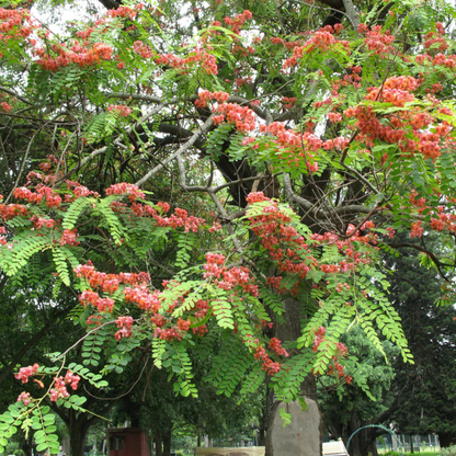 Red Cassia (Cassia roxburghii) Flowering Live Plant