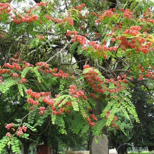 Red Cassia (Cassia roxburghii) Flowering Live Plant
