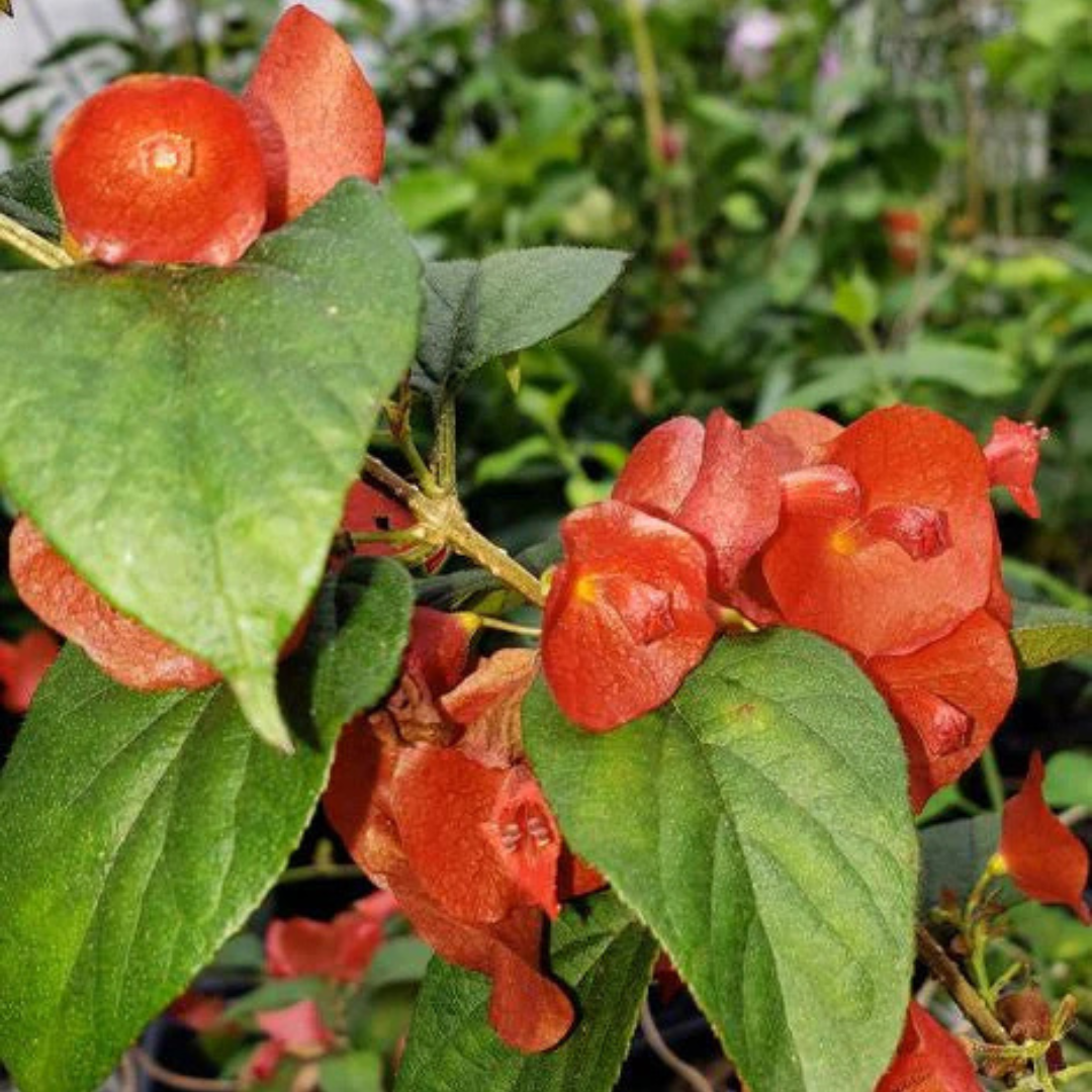Red Chinese Hat (Holmskioldia Sanguinea) Flowering Live Plant