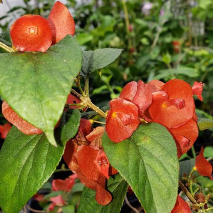 Red Chinese Hat (Holmskioldia Sanguinea) Flowering Live Plant