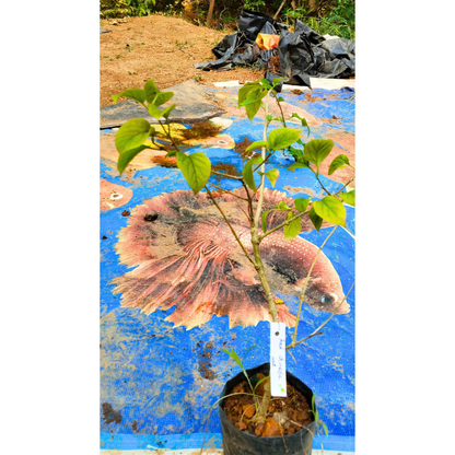 Red Chinese Hat (Holmskioldia Sanguinea) Flowering Live Plant