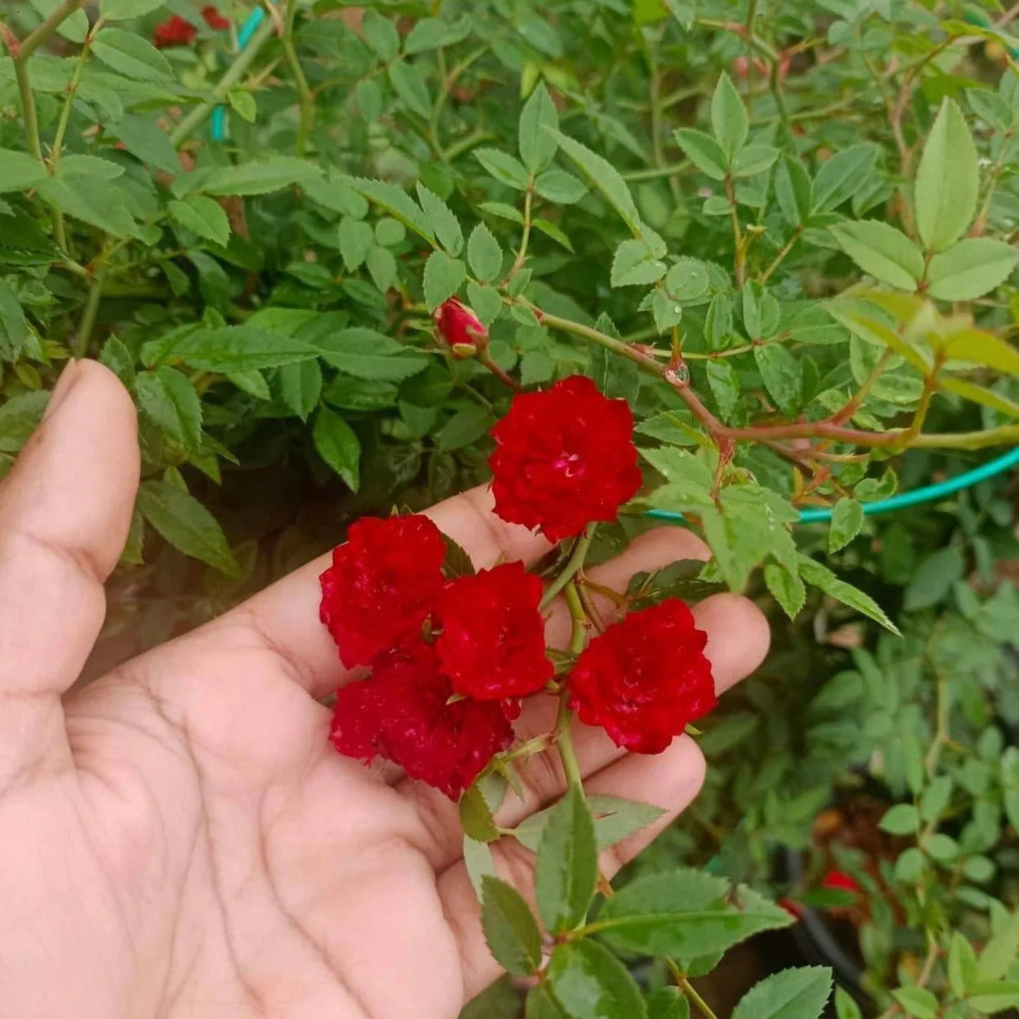 Red Creeper/Climber Rose Live Plant