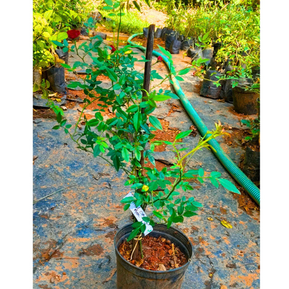 Red Creeper/Climber Rose Live Plant