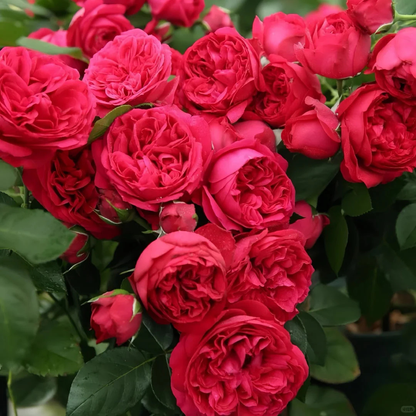 Red Eden Climbing Rose Live Plant