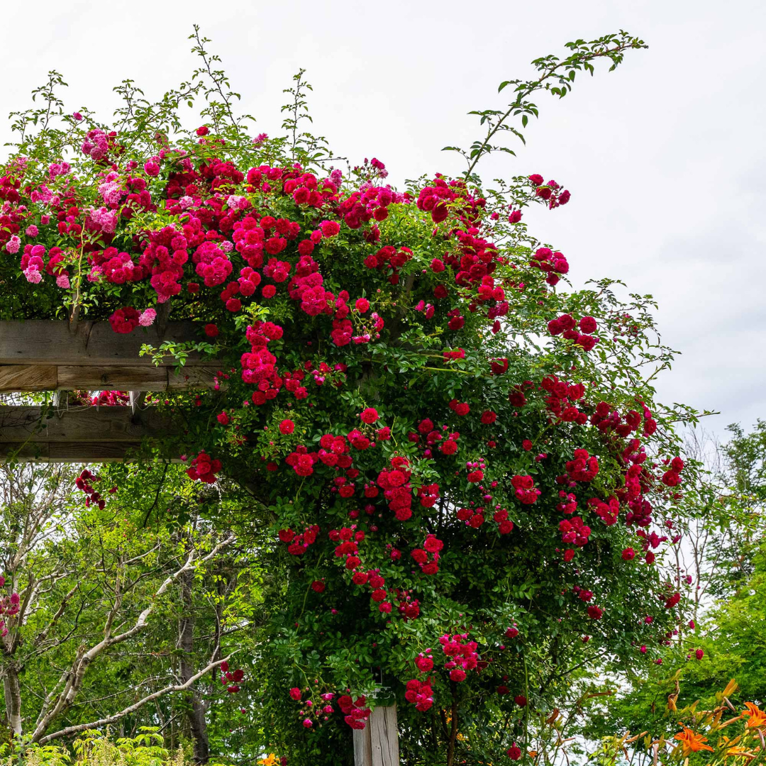 Red Eden Climbing Rose Live Plant