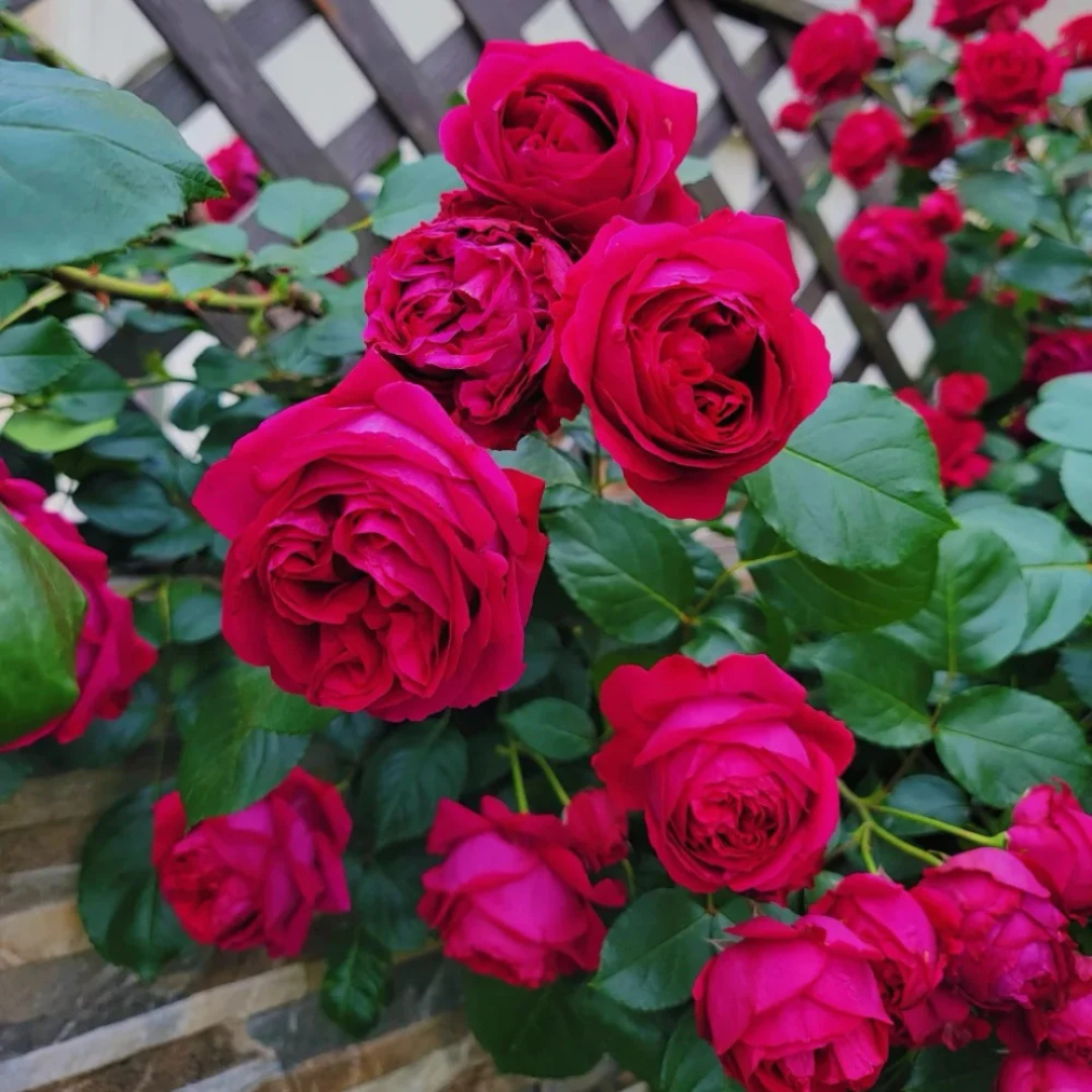Red Eden Climbing Rose Live Plant