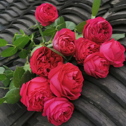 Red Eden Climbing Rose Live Plant
