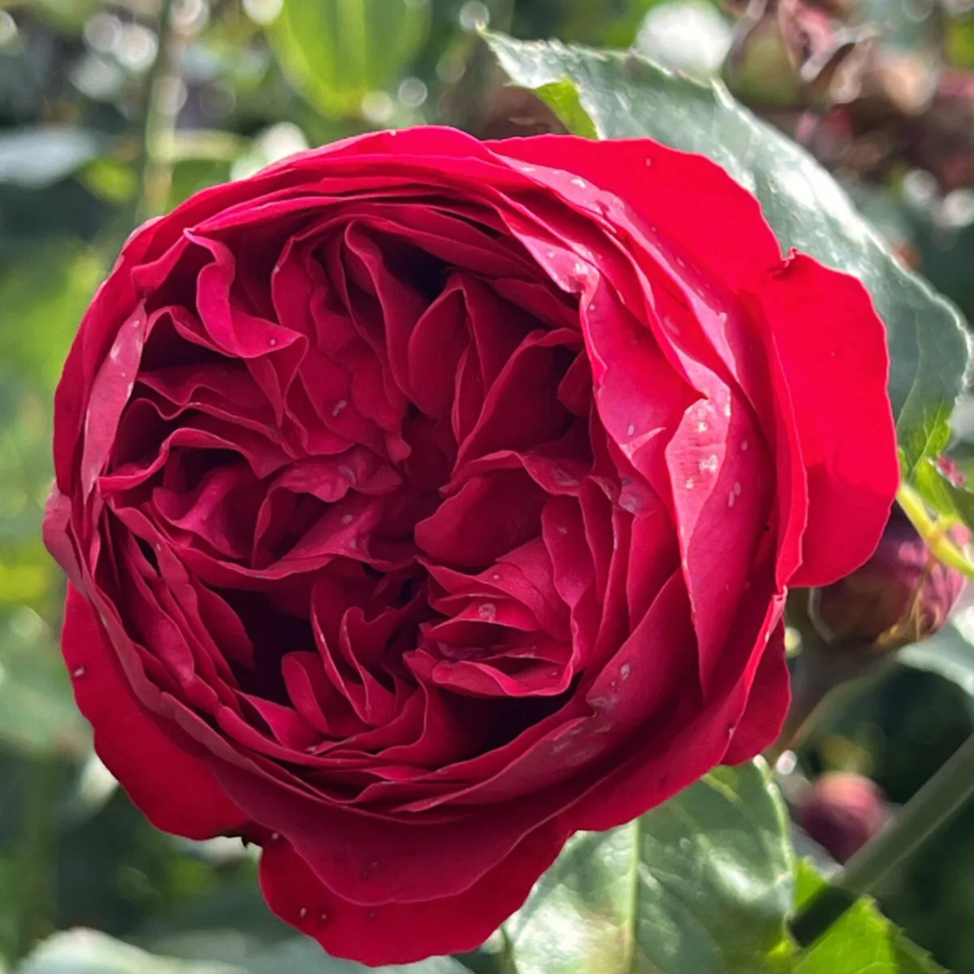 Red Eden Climbing Rose Live Plant