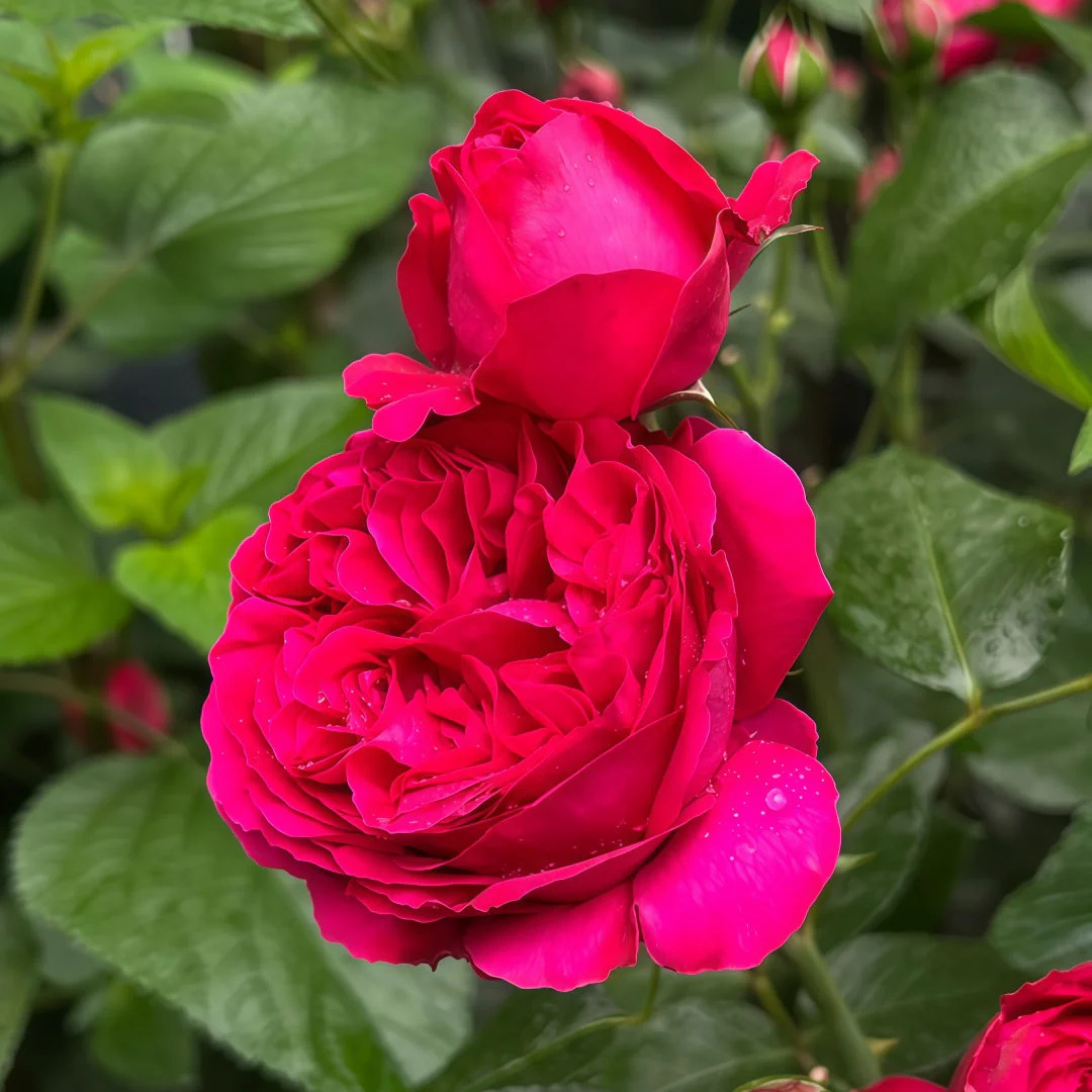 Red Eden Climbing Rose Live Plant