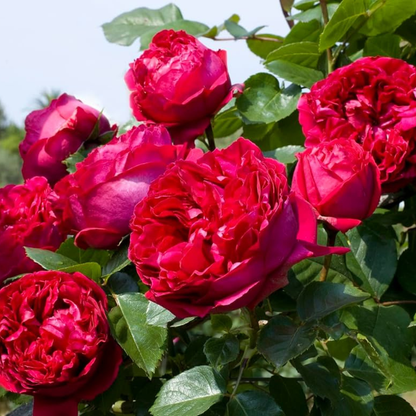 Red Eden Climbing Rose Live Plant