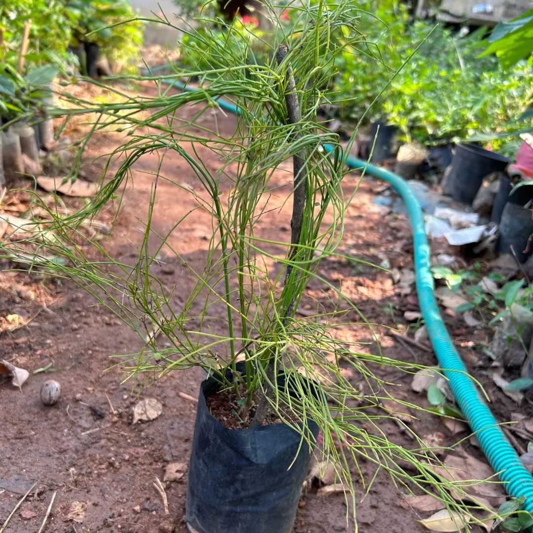 Red Firecracker (Russelia equisetiformis) Flowering Live Plant