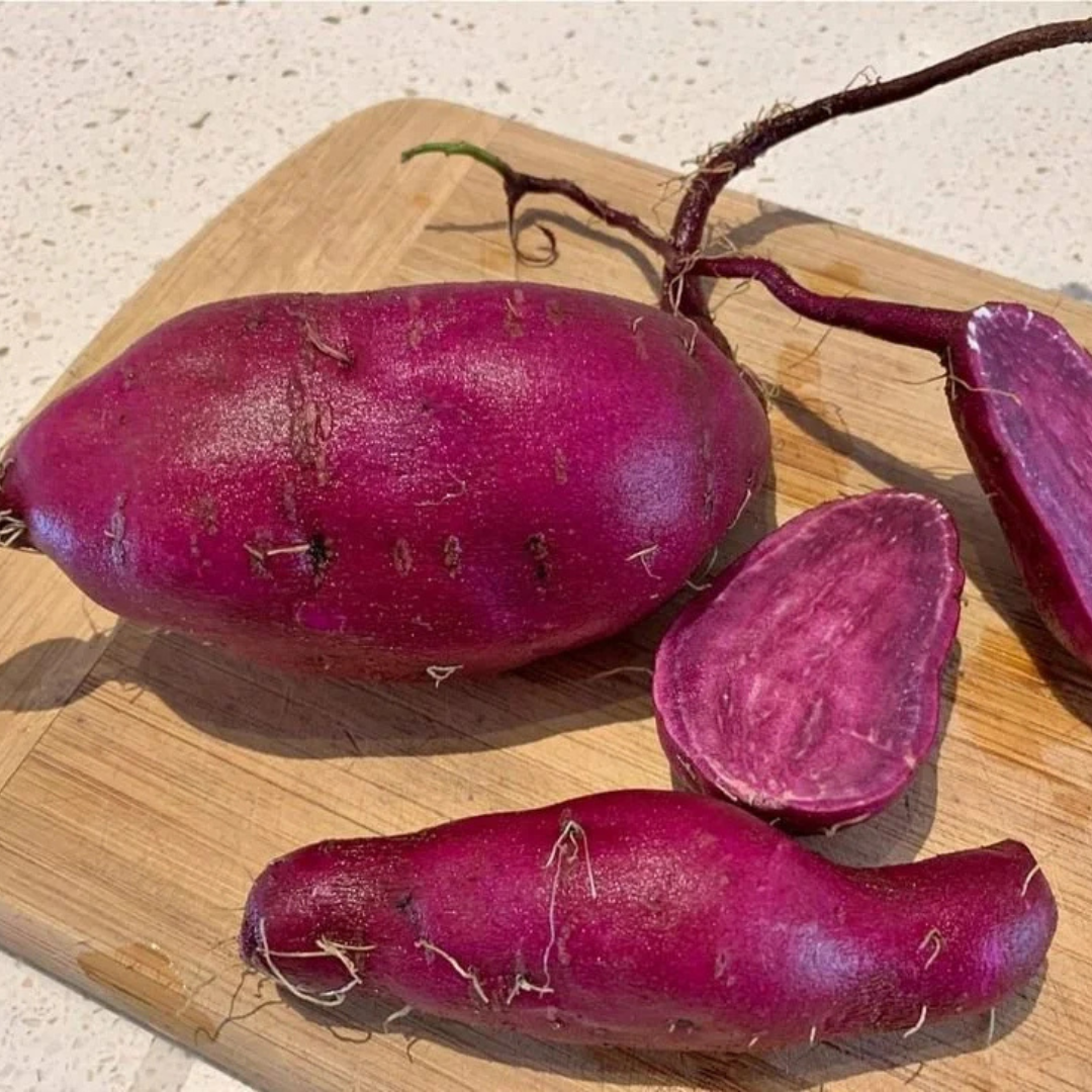 Red Flesh Sweet Potato Vine (Sakkaravalli Kilangu) Rare Live Plant