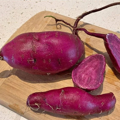Red Flesh Sweet Potato Vine (Sakkaravalli Kilangu) Rare Live Plant