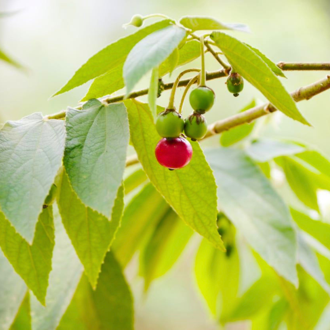 Red Fruit Jamaican Cherry (Bird Cherry) Live Plant