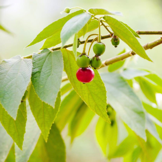 Red Fruit Jamaican Cherry (Bird Cherry) Live Plant