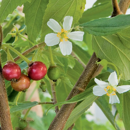 Red Fruit Jamaican Cherry (Bird Cherry) Live Plant