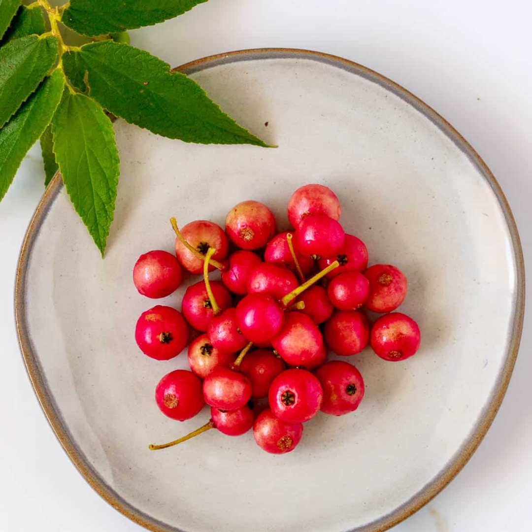 Red Fruit Jamaican Cherry (Bird Cherry) Live Plant