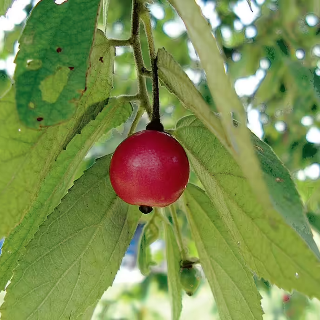 Red Fruit Jamaican Cherry (Bird Cherry) Live Plant