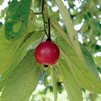 Red Fruit Jamaican Cherry (Bird Cherry) Live Plant